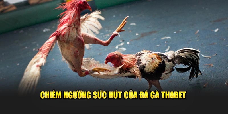 Chiêm ngưỡng sức hút của đá gà Thabet 