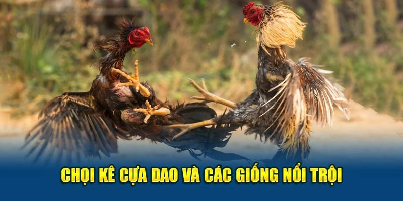Chọi kê cựa dao và các giống nổi trội