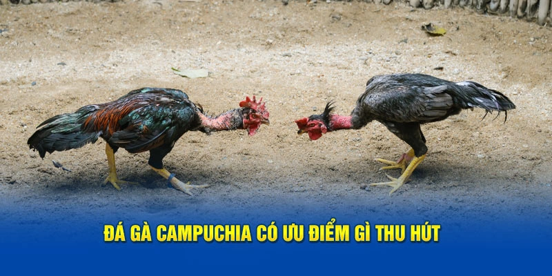 Đá gà Campuchia có ưu điểm gì thu hút 