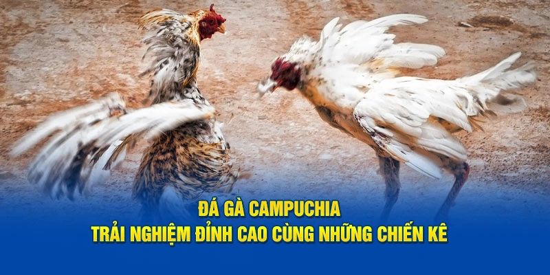 Đá Gà Campuchia: Trải Nghiệm Đỉnh Cao Cùng Những Chiến Kê