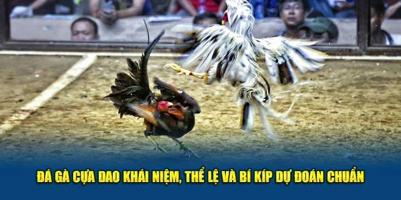 Đá Gà Cựa Dao Khái Niệm, Thể Lệ Và Bí Kíp Dự Đoán Chuẩn