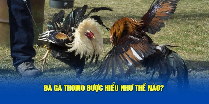 Đá gà Thomo Campuchia được hiểu như thế nào?
