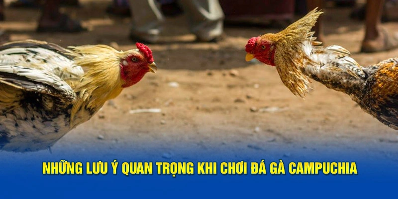 Những lưu ý quan trọng khi chơi đá gà Campuchia