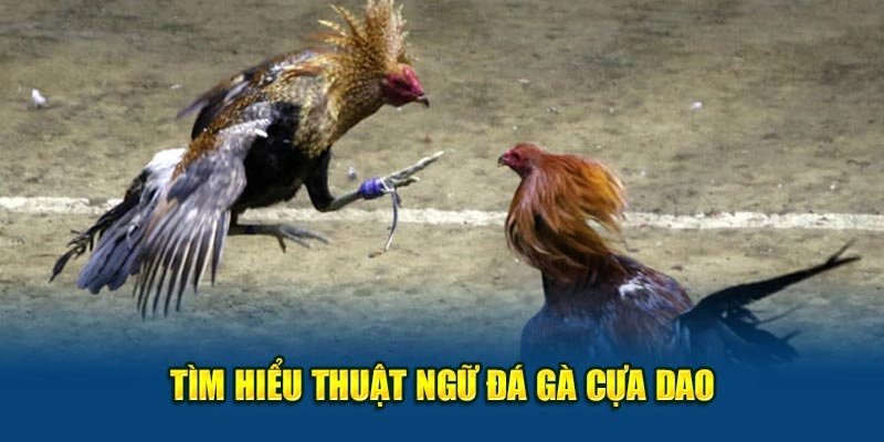 Tìm hiểu thuật ngữ đá gà cựa dao