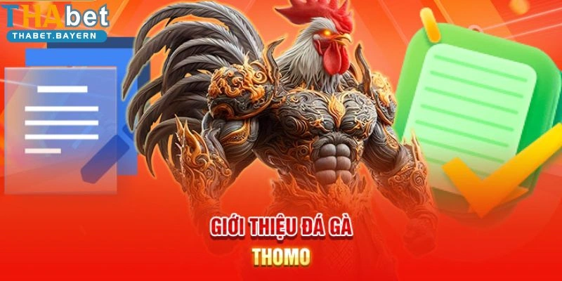 Đá Gà Thomo Thabet - Thi Đấu Kịch Tính, Người Xem Mãn Nhãn