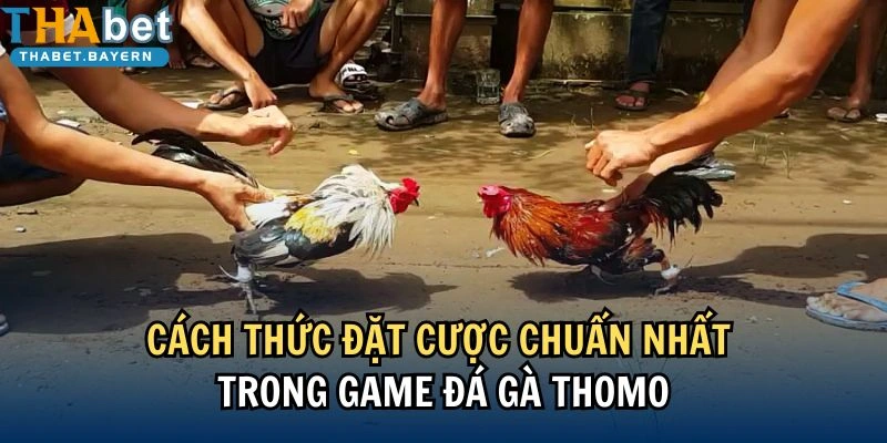 Mẹo đặt cược nâng cao cho chiến kê